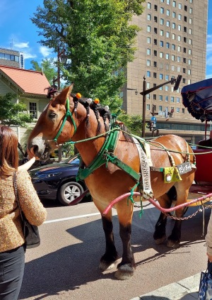 観光馬車 観光馬車