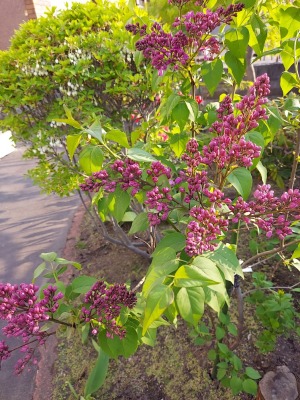 ライラック ライラック