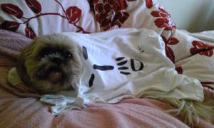 Ｔシャツ似合う？